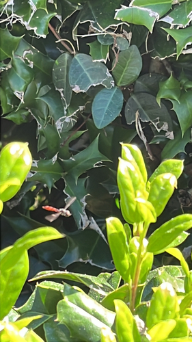 Unknown species found near Decatur St, New Orleans, LA, US