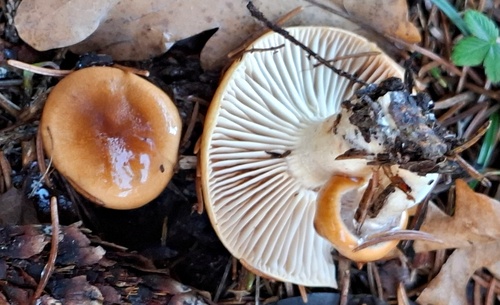 Hygrophorus discoideus, 2025-11-04