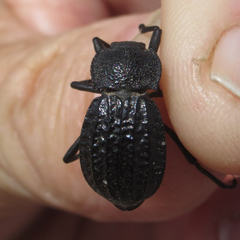 Philolithus sordidus