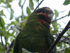 Amazona leucocephala