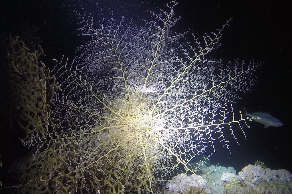 Naked Basket Star