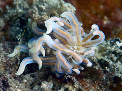 Phyllodesmium