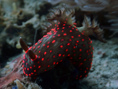 Nembrotha