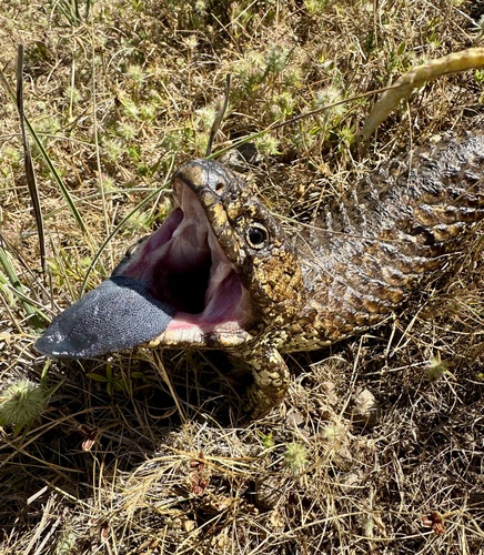 Shingleback