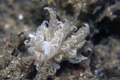 Phyllodesmium