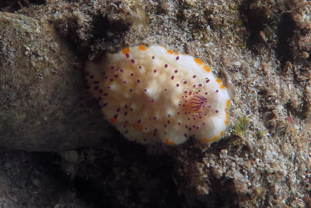 Mexichromis katalexis