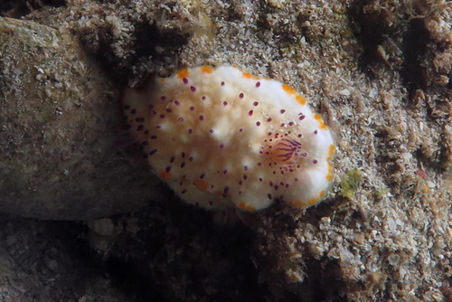 Mexichromis katalexis