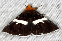 Buzara frontinus