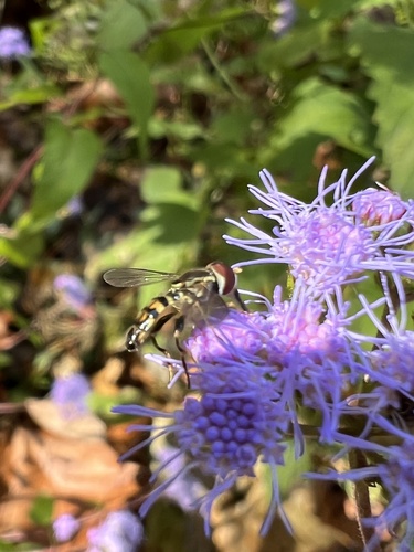 Unknown species found near Park Ave, Beverly, NJ, US
