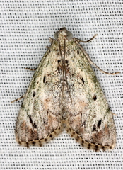 Enchesphora recurvalis