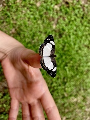 Janatella leucodesma