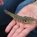 Peanut Rock Shrimp - Photo (c) Alex Bairstow, some rights reserved (CC BY-NC), uploaded by Alex Bairstow