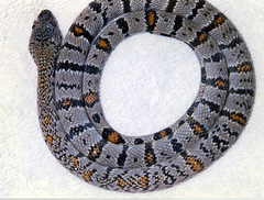 Lampropeltis alterna