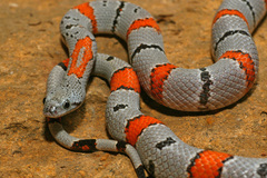 Lampropeltis alterna