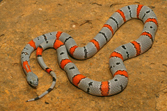 Lampropeltis alterna