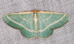 Mixocera latilineata