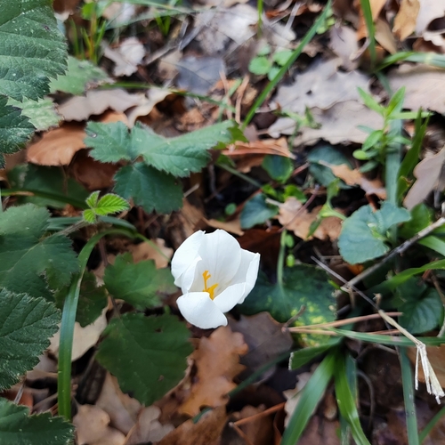 Autumn Crocus