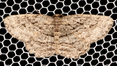 Zermizinga sinuata