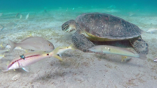 Green Sea Turtle — seen at this dive site