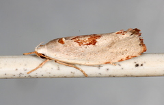 Tymbophora peltastis