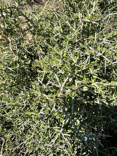 Melicytus angustifolius
