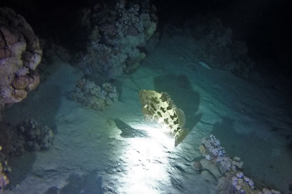Brown-marbled grouper