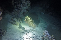 Epinephelus fuscoguttatus