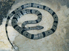 Lampropeltis alterna