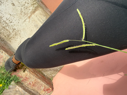 Dallis grass