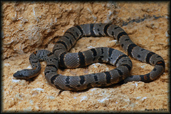 Lampropeltis alterna