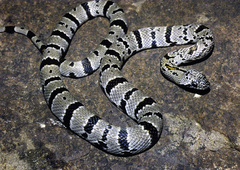 Lampropeltis alterna