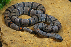 Lampropeltis alterna