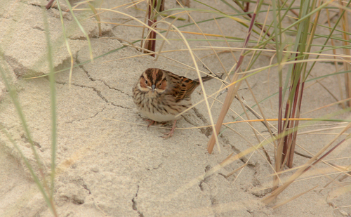 Little Bunting, 8899 Oost-Vlieland, Nederland, photo 10 of 10