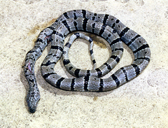 Lampropeltis alterna