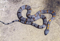 Lampropeltis alterna