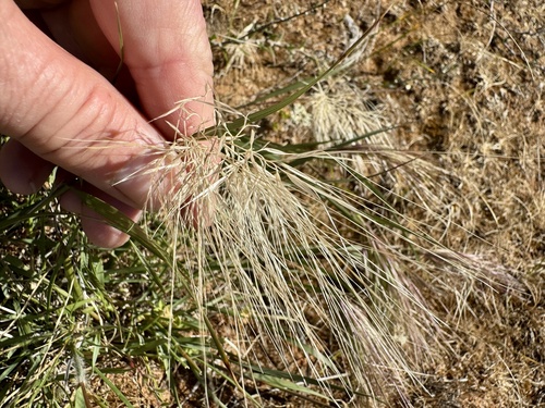 Aristida behriana