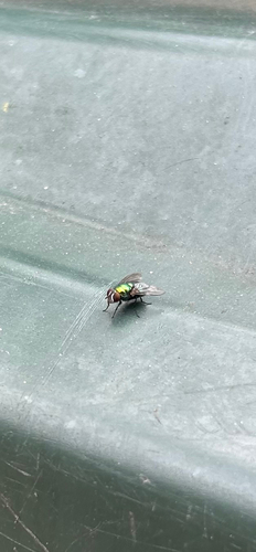 Unknown species found near Park Ave, Raleigh, NC, US
