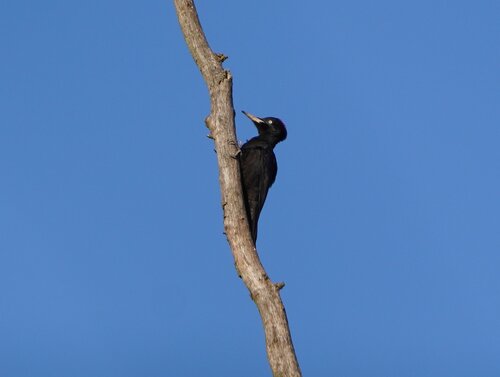 Picamaderos negro (Dryocopus martius)