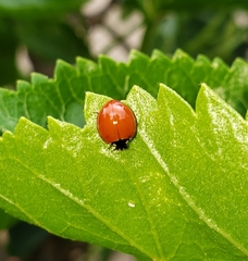 Cycloneda sanguinea