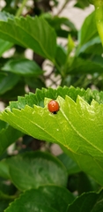 Cycloneda sanguinea