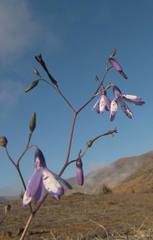 Conanthera campanulata
