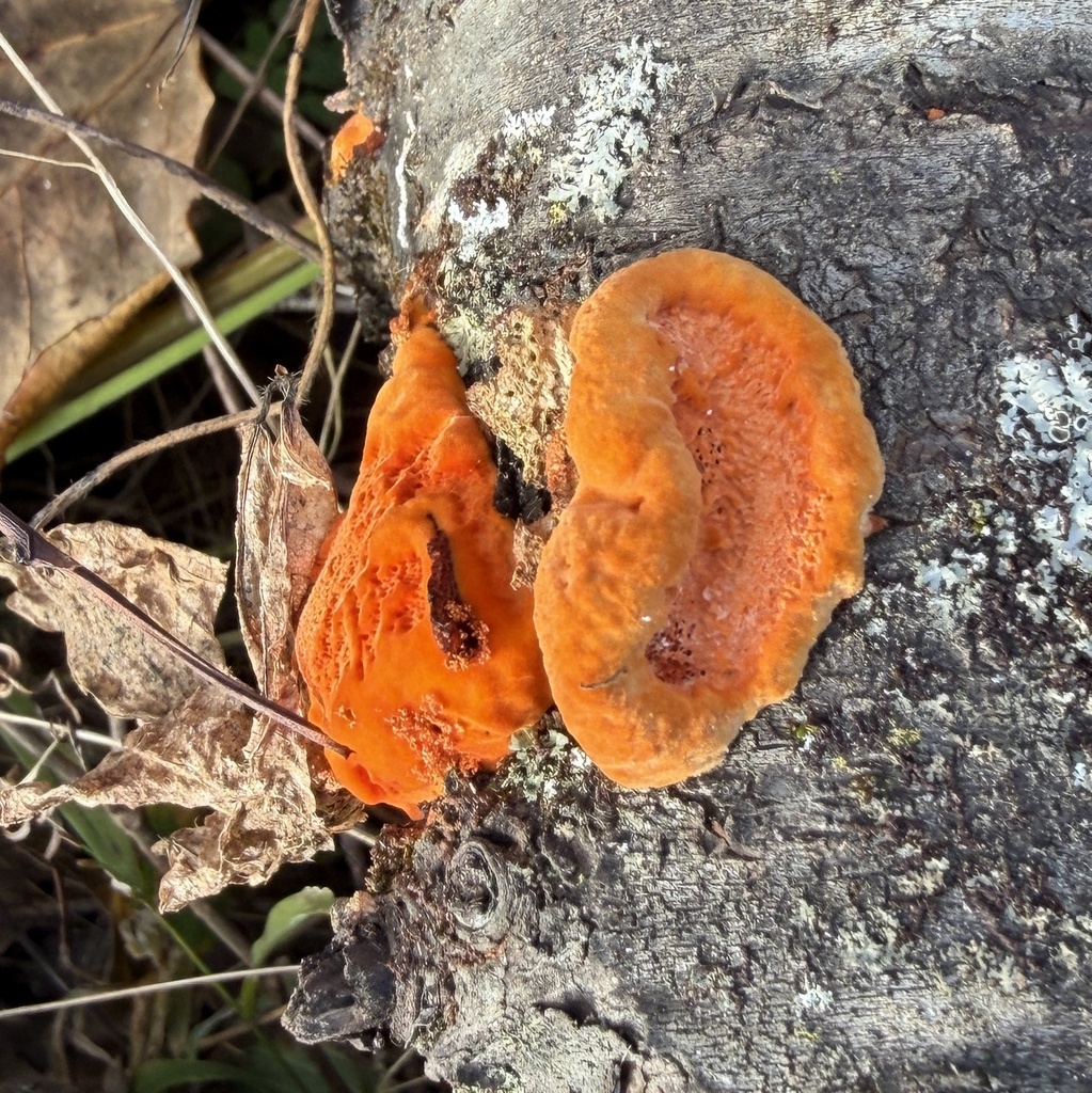 Trametes cinnabarina · November 2025 · photo: © conhawn (iNaturalist, cc-by)