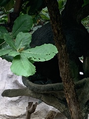Lycalopex sechurae