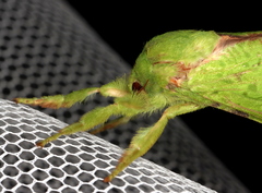 Aenetus eximia