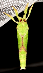 Aenetus eximia
