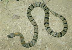 Lampropeltis alterna