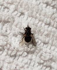Stomoxys calcitrans