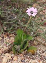 Gerbera tomentosa