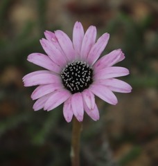 Gerbera tomentosa