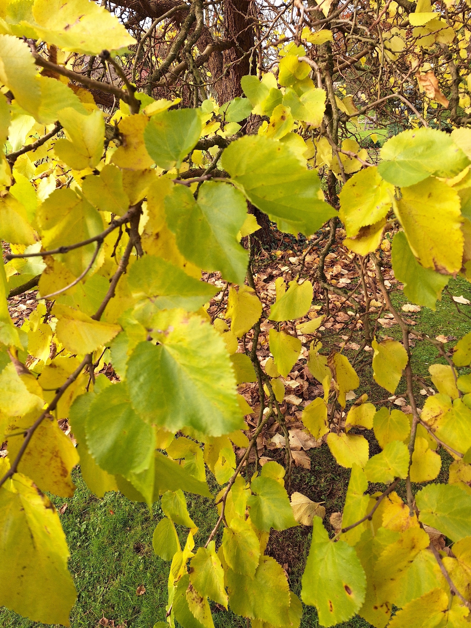 Black Mulberry (Morus nigra)